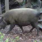 boar