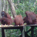 feeding-time-altar
