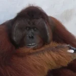 king-of-orangutan