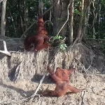 Orangutan Release