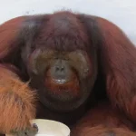 Orangutan Explore Houseboat