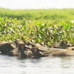 water-buffalo